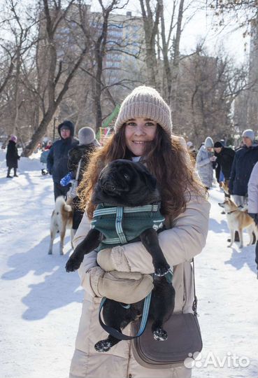 Собаки на мероприятие