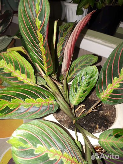 Калатеи, маранты, строманта