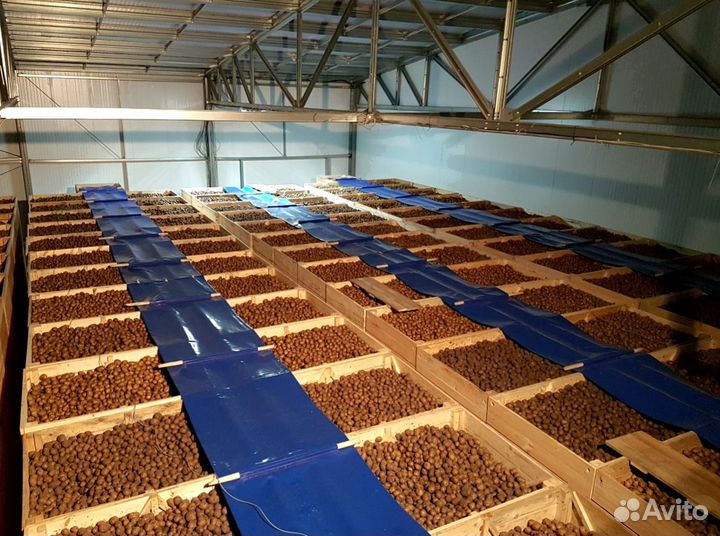 Молочная ферма (колхоз) крс