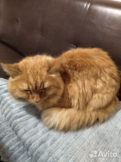 Котик в дар бесплатно