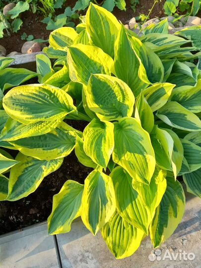 Хоста декоративный многолетник