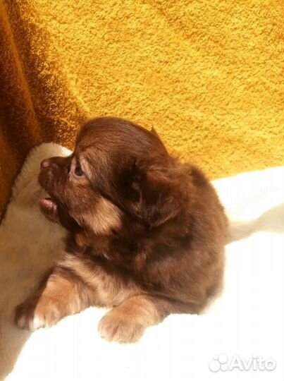 Мальчик чих