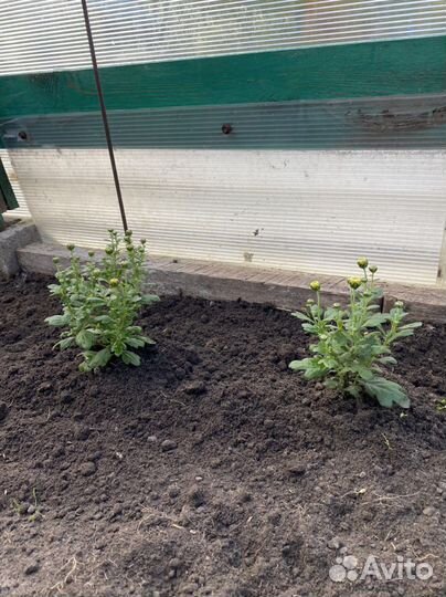 Хризантемы мультифлора шаровидная