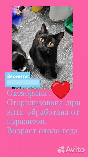 Октябрина в добрые руки