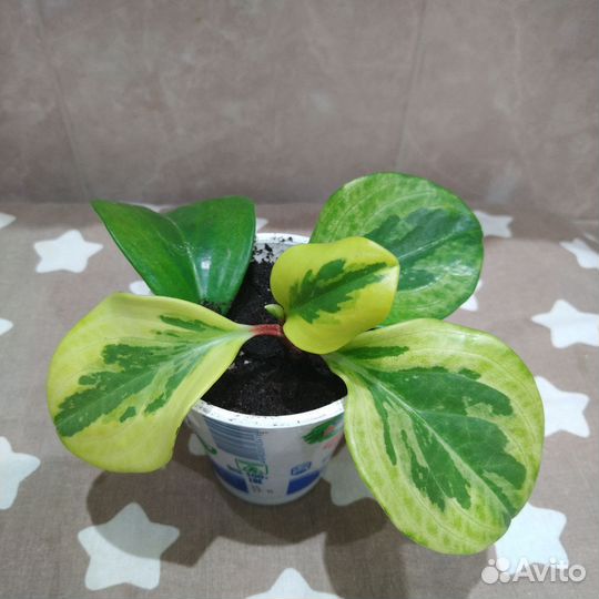 Пеперомия туполистная