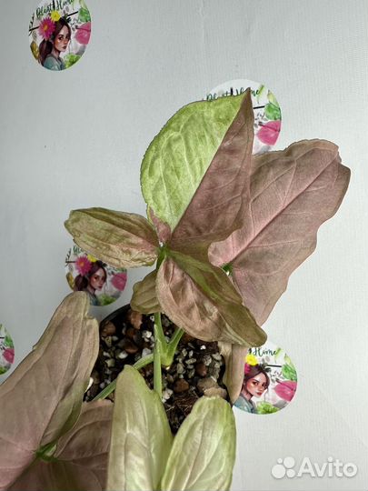 Сингониум rasberry variegated