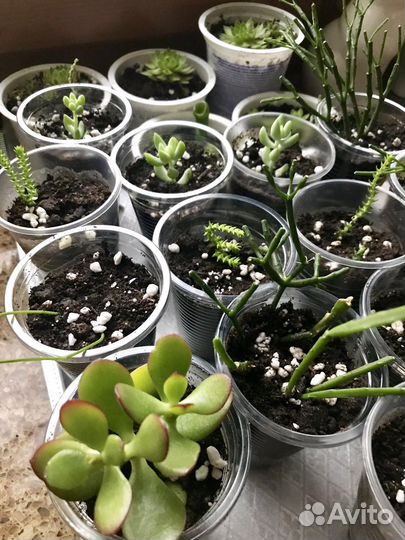 Суккуленты: Композиция / Садик / Срезы набором