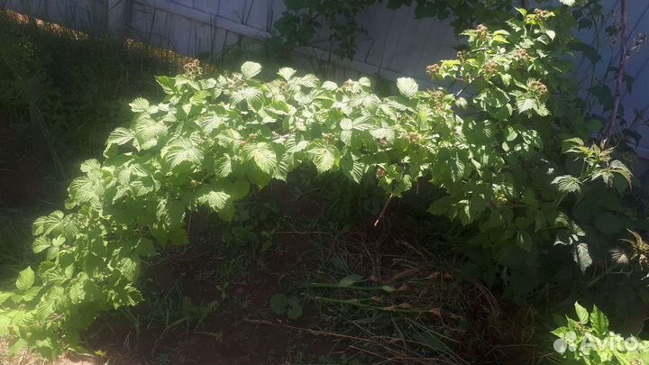 Ежемалина черная