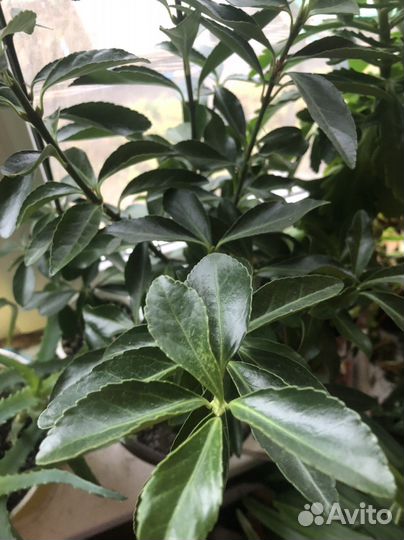 Цветы бересклет