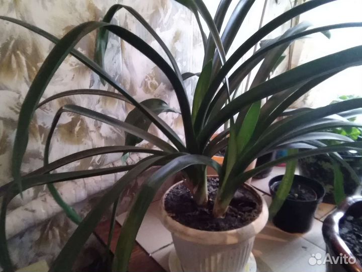 Кливия домашний цветок