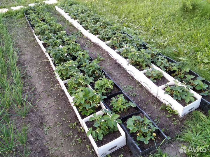 Ящики мини грядки