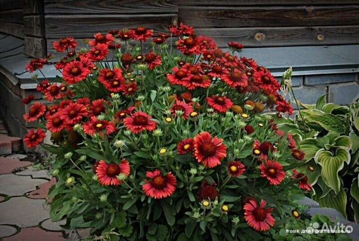 Гайлардия Аризона