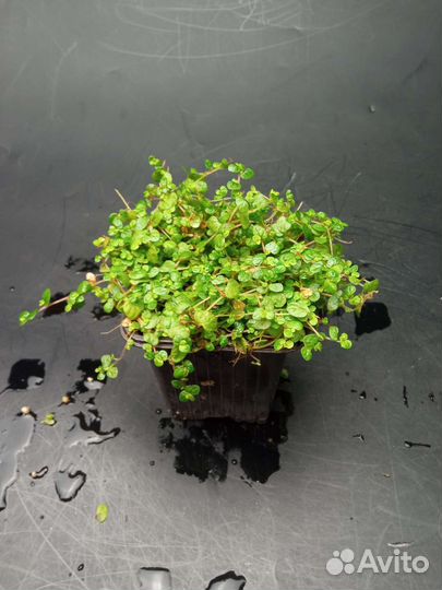 Почвопокровные растения