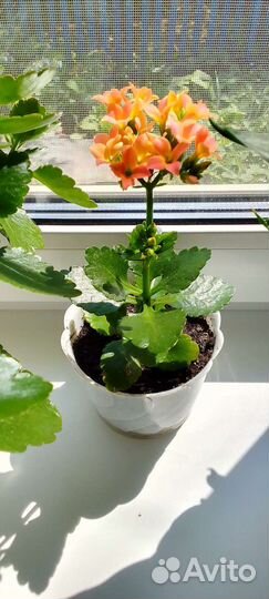 Каланхоэ цветущий