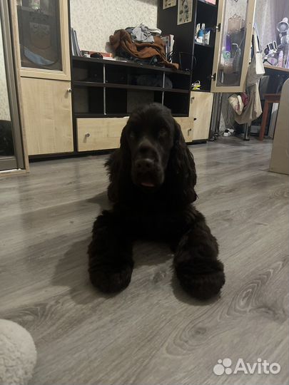 Кокер спаниель вязка