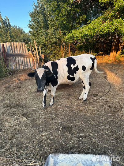 Продаю годовалых телок, цена за голову