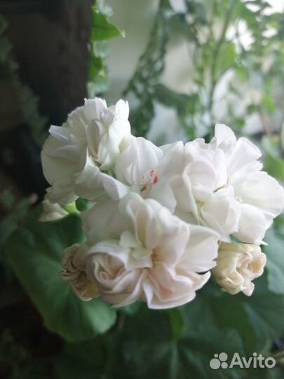 Пеларгония сортовая