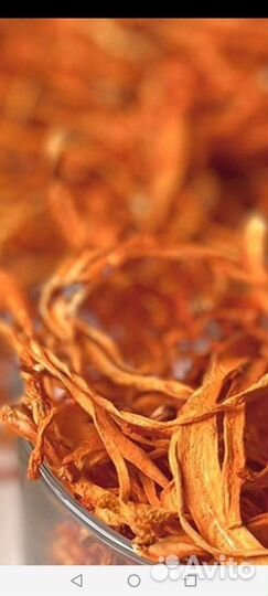 Мицелий для выращивания грибов Кордицепс красный