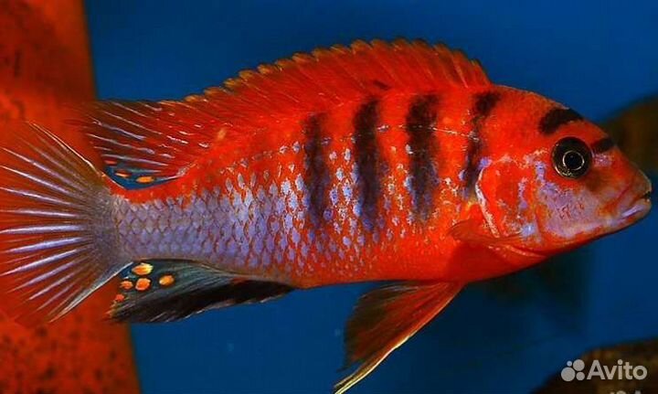 Kimpuma red Ярко красная
