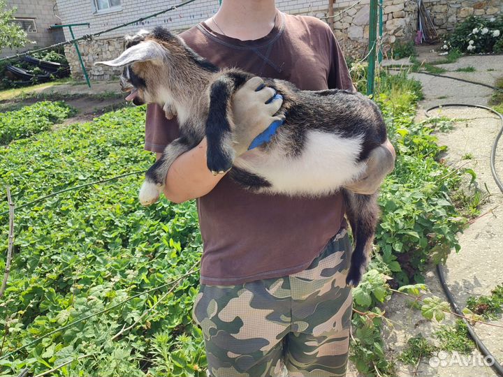 Зааненские козы