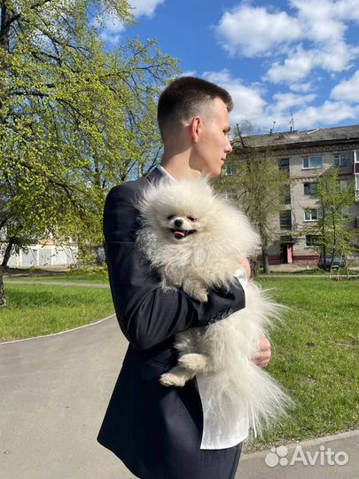 Померанский шпиц вязка, развязан