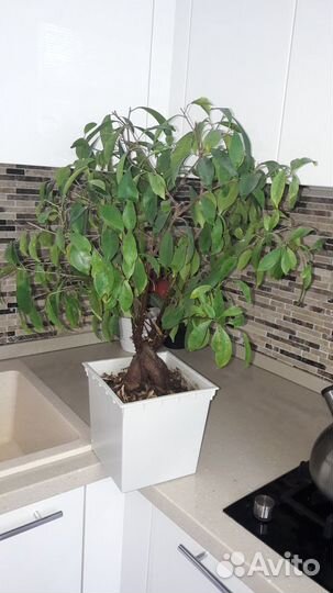 Продаются комнатные цветы