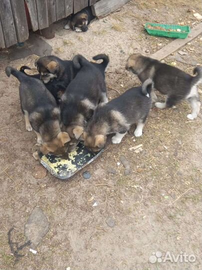 Отдам бесплатно