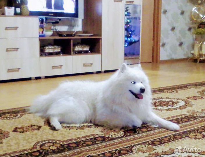 Самоед кобель вязка