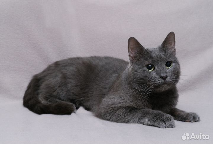 Котик Умка ищет дом