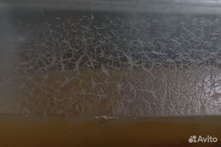 Уксусная угрица - нематода