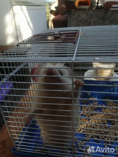 Африканский карлик