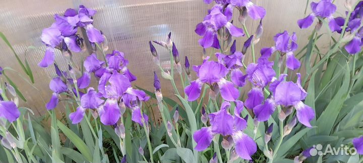 Ирисы