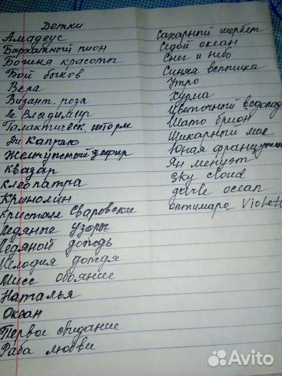 Детки сортовых фиалок