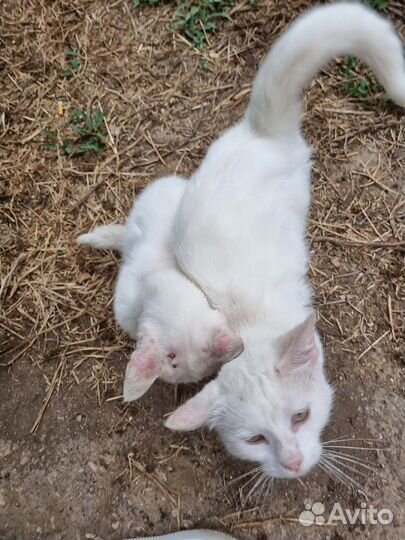 Белые ласковые братики выброшены на улицу