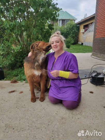 Груминг стрижка собак