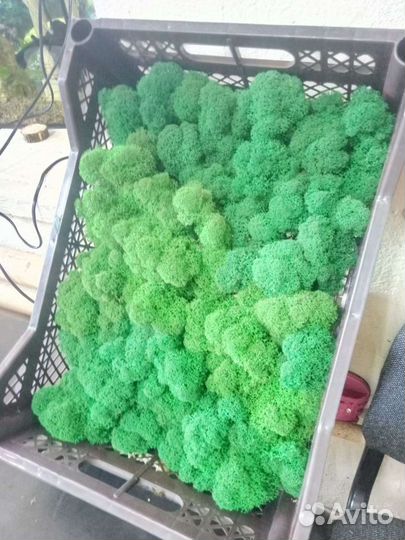 Мох ягель стабилизированный