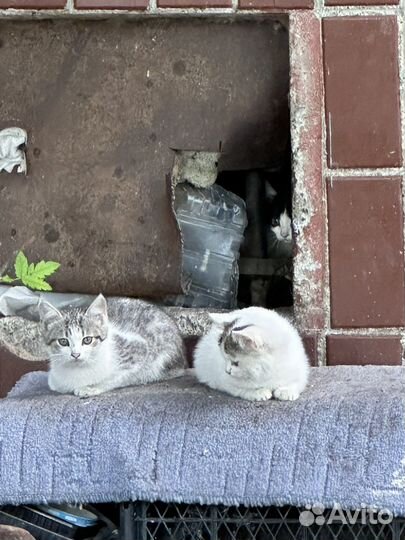 Котята