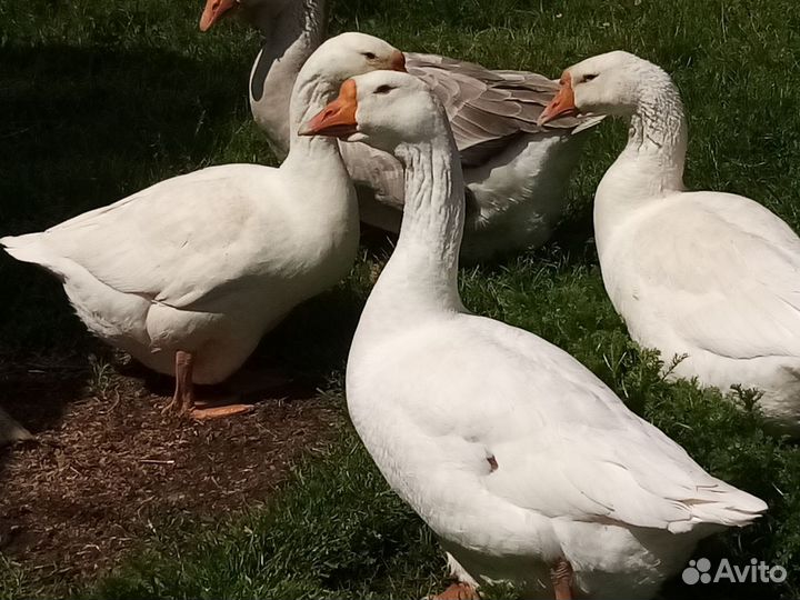 Инкубационное яйцо гусей