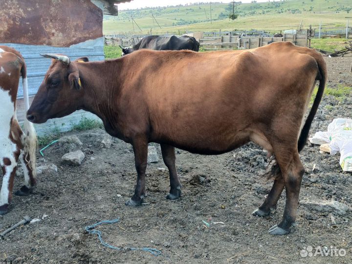 Коровы дойные молочные