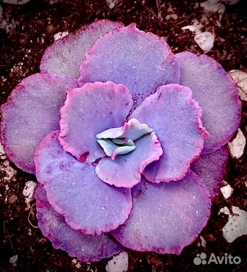 Эхеверии редкие