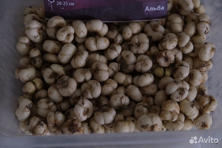 Рябчик луковицы Альба