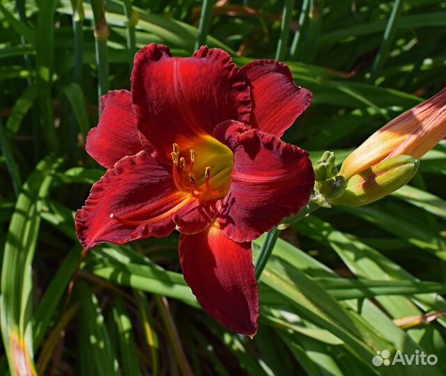 Растения для дачи и сада семена, кусты, луковицы