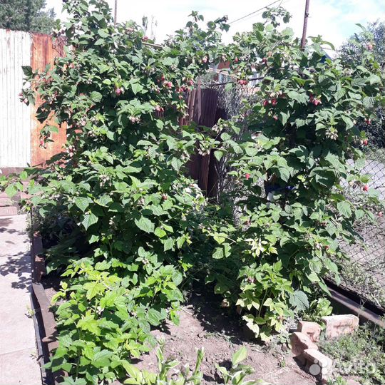 Саженец малинового дерева