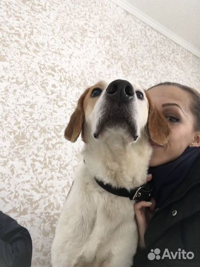 Лола. Гончая из приюта в добрые руки