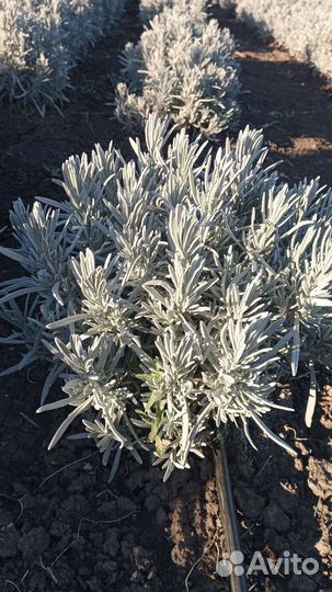 Спирея вангутта