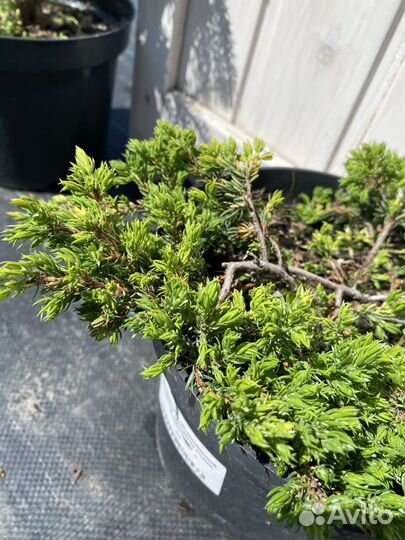 Можжевельник обыкновенный Голдшатц