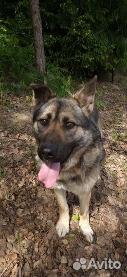 Верная собака в добрые руки