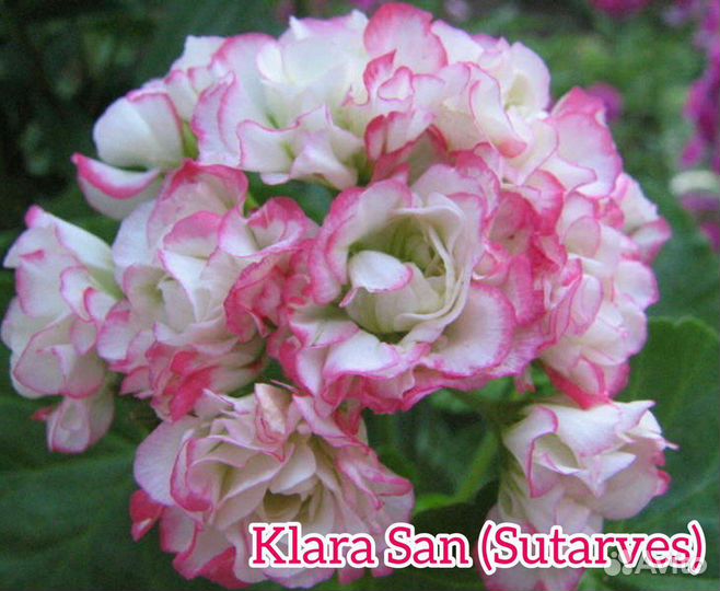 Пеларгония (герань) сортовая