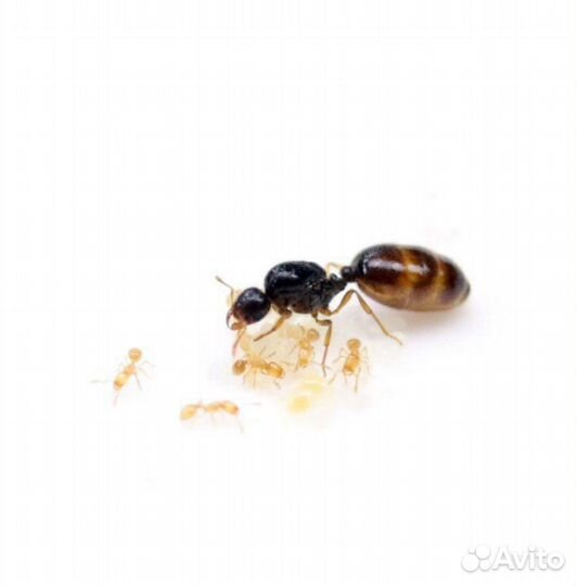 Муравей вор. solenopsis fugax