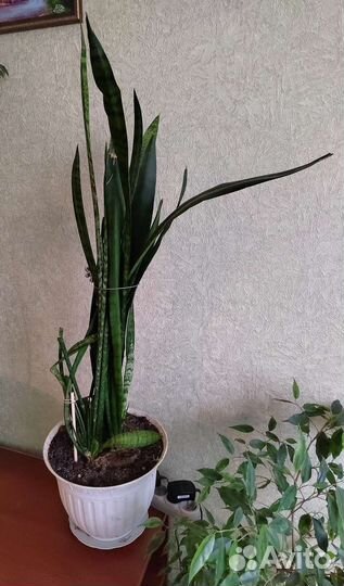 Фикус бенджамина